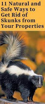 If you have a skunk in your yard and you're afraid to approach it, call animal control or hire a professional to handle the situation for you. How To Get Rid Of Skunks Fast From Garden And Yard Best Repellent For Keep Away Skunks How To Repel Pests Besthome Get Rid Of Skunks Skunk Repellent Skunk
