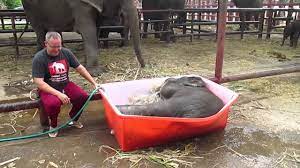 Unbearably cute baby elephant never wants bath time to end. Baby Elephant Bathing Double Trouble Youtube