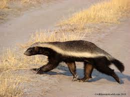 The Terrifying Honey Badger Thinglink Honey Badger Badger South African Animals