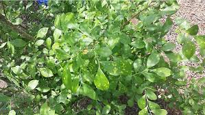Check spelling or type a new query. Exobasidium Leaf And Fruit Spot Of Blueberry Uga Cooperative Extension