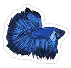 Betta Blue Halfmoon Sticker By Msaibee In 2020 Cool Drawings Fish Painting Sticker Collection