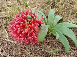 Image result for Combretum cinereopetalum