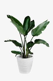 Potted Green Plants Png And Clipart Tanaman Hijau Poster Bunga Tanaman Pot