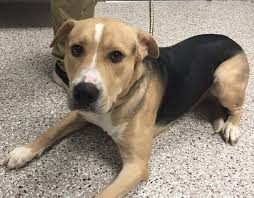 To learn more about each adoptable dog dog shelters and rescues in gastonia, north carolina. Shelter Pets To Go Weekly Report