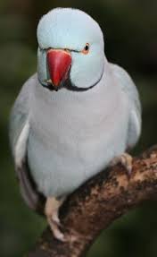 Small Brown Bird With White Ring Around Neck These Are Not The Birds You Are Looking For Ring Neck Parrot Parrot Parakeet Australian Birds