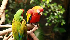 Image result for macaw parrot hd