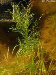 Image result for Najas graminea