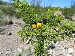 Image result for Acacia pilispina