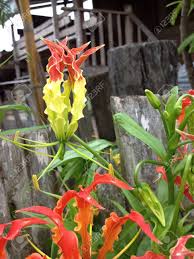 We did not find results for: Nice Flower With Combination Of Yellow And Red Colors Stock Photo Picture And Royalty Free Image Image 21320394