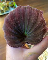 Image result for Nervilia petraea