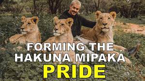In a letter to cbs, the american association of clinical after protests over the killing of george floyd reached texas in early june 2020, hotze called governor abbott's office on june 6 and demanded. Forming The Lion Pride Dean Schneider Youtube
