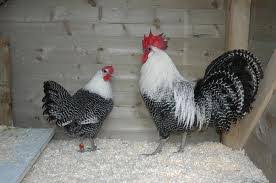 Ayam Arab Wikipedia Bahasa Indonesia Ensiklopedia Bebas