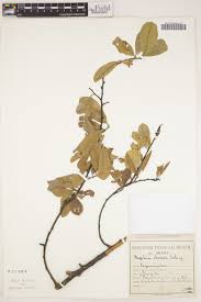 Image result for Baphia massaiensis