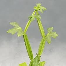 Image result for Cissus quadrangularis