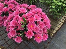 Check spelling or type a new query. Overwintering Mums Outdoors The Easy Way Mike S Backyard Nursery