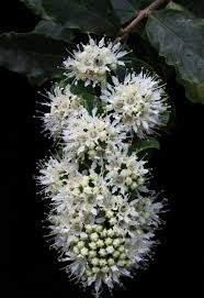 Image result for Galpinia transvaalica