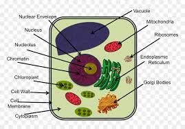 Additionally, some organelles such as endoplasmic reticulum and golgi apparatus are completely membranous organelles. Plant Cell Diagram Ixl Hd Png Download Vhv