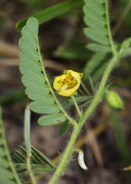 Image result for Chamaecrista zambesica