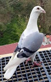 Selamat datang di aplikasi melatih merpati balap, aplikasi ini memberikan berbagai tips perawatan kumpulan tutorial perawatan merpati ini diambil dari beberapa referensi dari ahlinya dan sudah teruji. 52 Modern House Design Ideas In 2021 Racing Pigeons Pigeon Pictures Homing Pigeons