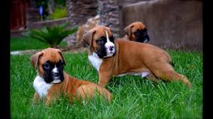 Check out our boxer puppy selection for the very best in unique or custom, handmade pieces from our birthday cards shops. Heavy Bone Boxer Puppies For Sale In India 9620233339 Bangalore Mumbai Delhi Hyderabad Chennai Youtube