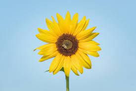 Image Result For Young Sunflower Images Sunflower Images Sunflower Image