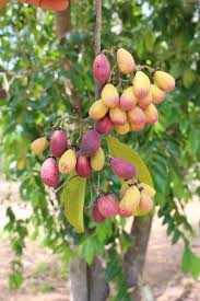 Image result for Maranthes