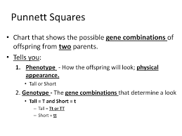 probability punnett squares ppt download