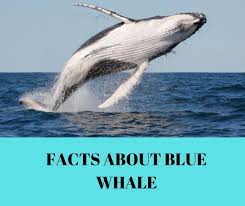 Unlike other baleen whales, blue whales travel either by themselves or in pairs, rather than in groups. Facts About Blue Whale Remember Animal