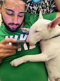 Bull terrier adoption story