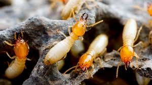 You can browse through all 1 job bug master pest control has to offer. Bug Masters Llc
