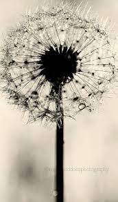 Dandelion Photography Art Dandelion Photograph Black And White Photography Flower Fine Art Pr Dandelion Wall Art Dandelion Art Black And White Pictures