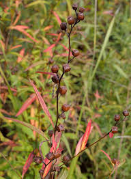 Image result for Sesbania brevipedunculata