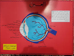 اجزاء العين movie posters movies poster
