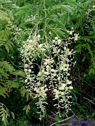 Image result for Acacia goetzei
