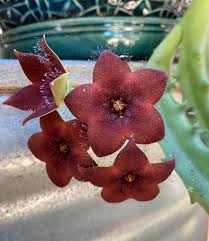 Image result for Orbea melanantha