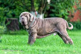 Neapolitan Mastiff Dog Breed Everything About Neapolitan Mastiff