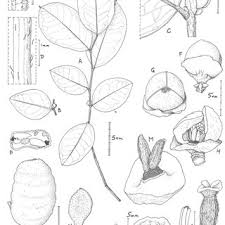 Image result for Lannea asymmetrica