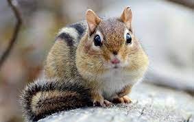 Browse 13,099 chipmunk stock photos and images available, or search for chipmunk cheeks or chipmunk isolated to find more great stock photos and pictures. Blog Chipmunks Squirrels Around Your Augusta Yard Are More Of A Threat Than You May Think