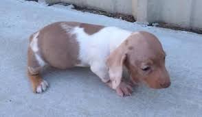 Maybe you would like to learn more about one of these? Country Dachshund Kennel Dachshund Puppy Miniature Dachshund Puppies For Sale Dachshund