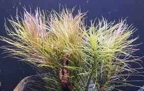 Image result for Pogostemon aquaticus