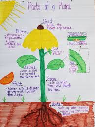 Parts Of A Plant Anchor Chart Parts Of A Plant Plants Seeds