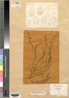 Image result for Urochloa leersioides