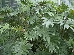 A Large Selloum Elephant Ear Philodendron P Bipinnatifidum Philodendron Plant Philodendron Trees To Plant