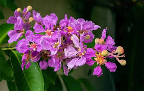 Image result for Lagerstroemia