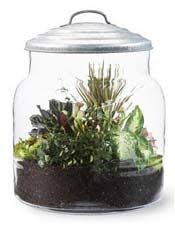 Make A Terrarium Mini Garden Terrarium Jar Bottle Terrarium Terrarium