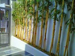 Growing Bamboo In Your Garden Origins Bamboo Was Introduced To Europe About Half A Century Ago Thinking In 2020 Growing Bamboo Indoors Bamboo Garden Bamboo Plants