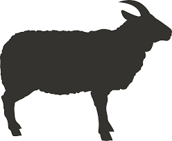 13105) imam nawawi berkata bahwa maknanya قوائمه, perut dan sekitar matanya berwarna hitam, wallahu a'lam. Hewan Qurban Sapa Qurban