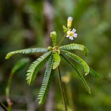 Image result for Biophytum crassipes