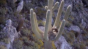 Native to the sonoran desert in arizona, the saguaro cactus can grow 50 feet (15.2 m) tall and live for 200 years. Bald Eagles Eaglets Found Nesting In Arms Of Arizona Cactus Abc News