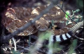 Check spelling or type a new query. Red Diamond Rattlesnake Crotalus Ruber Reptile
